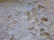 Prehistoric Animal Tracks Barkhausen